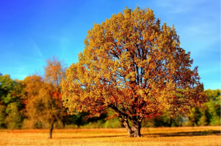 arbre automne