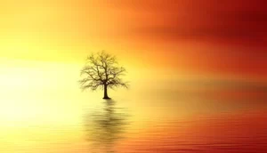 arbre dans l'eau et coucher de soleil