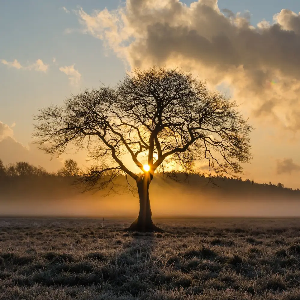 arbre de vie coucher de soleil