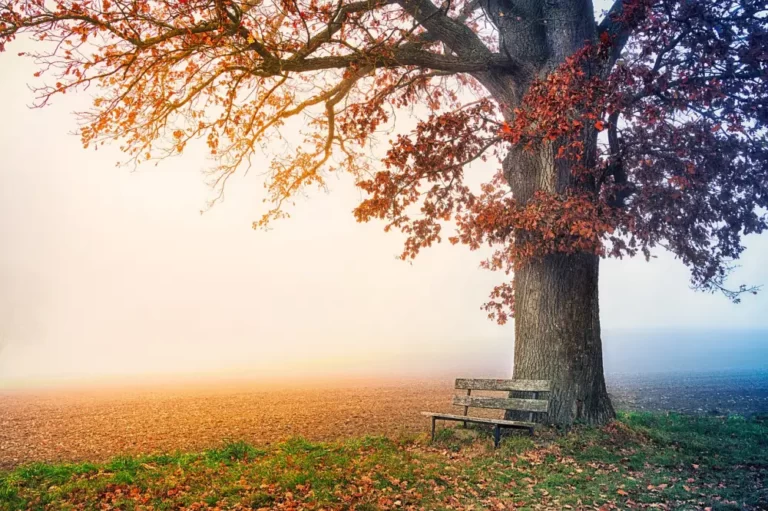arbre en automne et son banc adossé