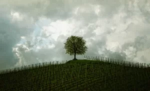 arbre sur une colline de vigne