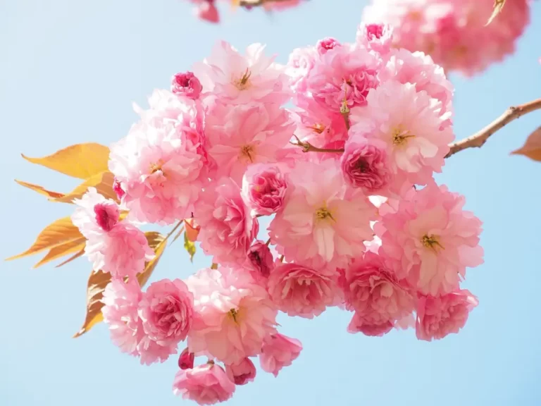 branche de cerisier en fleurs