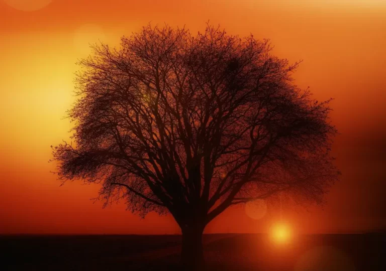 vue d'un arbre avec un coucher de soleil rouge